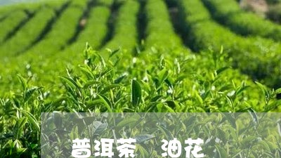 普洱茶 油花/2023042956144